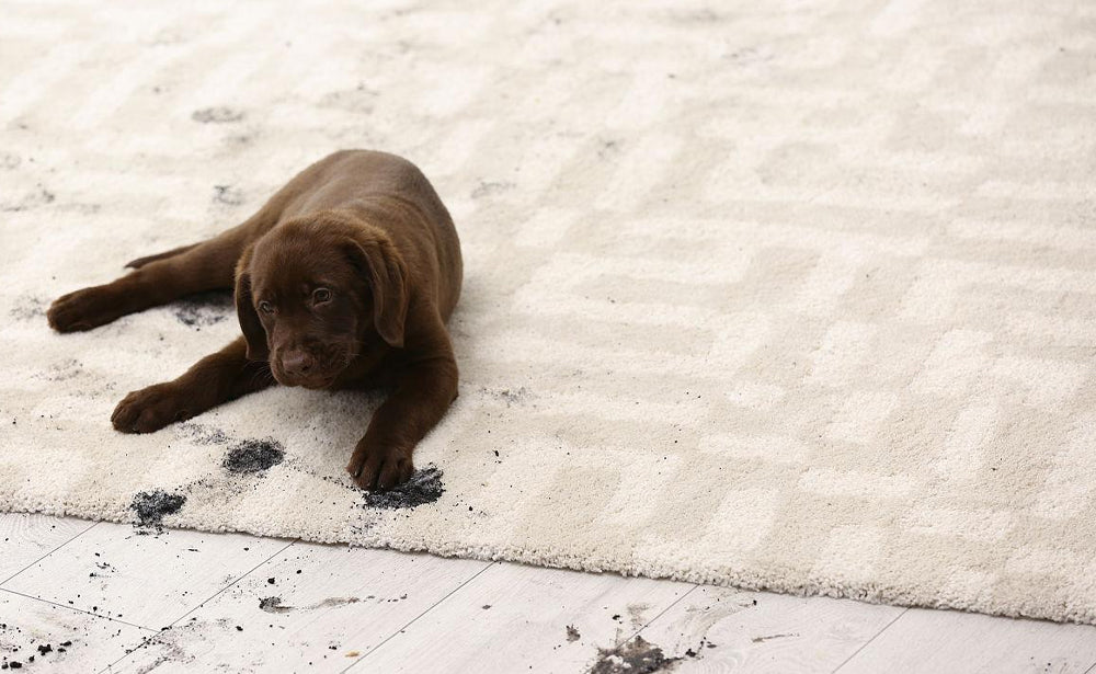 The Ultimate Cleaning Solution for Pet Owners: Meet the B100 Carpet Cleaner