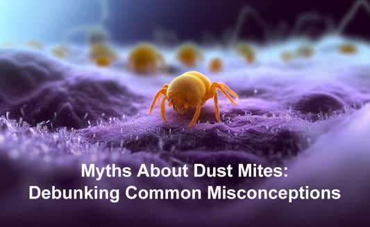 Myths About Dust Mites: Debunking Common Misconceptions